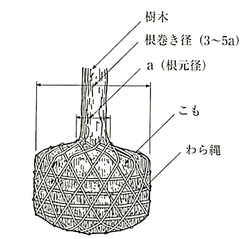 23章 植栽及び屋上緑化工事 3節 植樹 | 1級建築施工管理技士 とらの巻 R